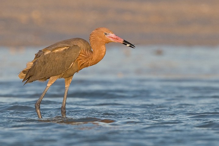 Rtelreiher Egretta rufescens Reddish Egret